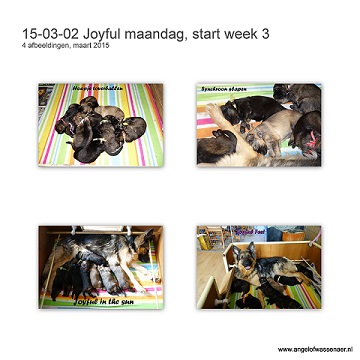 Joyful maandag, de start van week 3, pups zijn nu 15 dagen oud